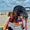 imageVoyager Stepin Plush Dog Harness  Soft Plush Step in Vest Harness and Reflective Dog 5 ft Leash Combo with Neoprene Handle for Small and Medium Dogs by Best Pet Supplies Set Black Plush SHarness Leash Set Red Plush