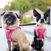 imageVoyager Stepin Plush Dog Harness  Soft Plush Step in Vest Harness and Reflective Dog 5 ft Leash Combo with Neoprene Handle for Small and Medium Dogs by Best Pet Supplies Set Black Plush SHarness Leash Set Fuchsia Corduroy