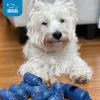 imageBest Pet Supplies Poop Bags for Dogs 50 PostConsumer Recycled Content dog waste bags on rolls fits all poop bag holders for leashes  150 Count Assorted Colors ScentedBlue Unscented
