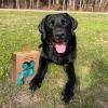 imageBest Pet Supplies Poop Bags for Dogs 50 PostConsumer Recycled Content dog waste bags on rolls fits all poop bag holders for leashes  150 Count Assorted Colors ScentedTurquoise