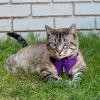 imageVoyager Stepin Lock Adjustable Cat Harness w Cat Leash Combo Set with Neoprene Handle 5ft  Supports Small Medium and Large Breed Cats by Best Pet Supplies  ArmyBlack Trim SHarness Leash Set Purple