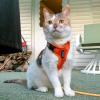imageVoyager Stepin Lock Adjustable Cat Harness w Cat Leash Combo Set with Neoprene Handle 5ft  Supports Small Medium and Large Breed Cats by Best Pet Supplies  ArmyBlack Trim SHarness Leash Set Orange