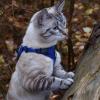 imageVoyager Stepin Lock Adjustable Cat Harness w Cat Leash Combo Set with Neoprene Handle 5ft  Supports Small Medium and Large Breed Cats by Best Pet Supplies  ArmyBlack Trim SHarness Leash Set Royal Blue