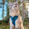 imageVoyager Stepin Lock Adjustable Cat Harness w Cat Leash Combo Set with Neoprene Handle 5ft  Supports Small Medium and Large Breed Cats by Best Pet Supplies  ArmyBlack Trim SHarness Leash Set Turquoise