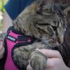imageVoyager Stepin Lock Adjustable Cat Harness w Cat Leash Combo Set with Neoprene Handle 5ft  Supports Small Medium and Large Breed Cats by Best Pet Supplies  ArmyBlack Trim SHarness Leash Set FuchsiaBlack Trim