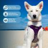 imageBest Pet Supplies Voyager Adjustable Dog Vest Harness Breathable No Pull Harness for Small Medium Large Dogs Harness for Walking Jogging Easy Stepin Reflective Stripes  Turquoise SHarness Leash Set Purple