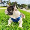 imageBest Pet Supplies Voyager Adjustable Dog Vest Harness Breathable No Pull Harness for Small Medium Large Dogs Harness for Walking Jogging Easy Stepin Reflective Stripes  Turquoise SHarness Leash Set Royal Blue