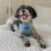 imageBest Pet Supplies Voyager Adjustable Dog Vest Harness Breathable No Pull Harness for Small Medium Large Dogs Harness for Walking Jogging Easy Stepin Reflective Stripes  Turquoise SHarness Baby Blue
