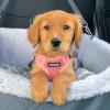 imageBest Pet Supplies Voyager Adjustable Dog Vest Harness Breathable No Pull Harness for Small Medium Large Dogs Harness for Walking Jogging Easy Stepin Reflective Stripes  Turquoise SHarness Leash Set Pink
