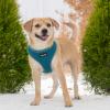 imageBest Pet Supplies Voyager Adjustable Dog Vest Harness Breathable No Pull Harness for Small Medium Large Dogs Harness for Walking Jogging Easy Stepin Reflective Stripes  Turquoise S220 Style Turquoise
