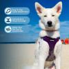 imageBest Pet Supplies Voyager Adjustable Dog Vest Harness Breathable No Pull Harness for Small Medium Large Dogs Harness for Walking Jogging Easy Stepin Reflective Stripes  Turquoise SHarness Purple