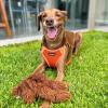 imageBest Pet Supplies Voyager Adjustable Dog Vest Harness Breathable No Pull Harness for Small Medium Large Dogs Harness for Walking Jogging Easy Stepin Reflective Stripes  Turquoise SHarness Leash Set Orange
