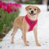 imageBest Pet Supplies Voyager Adjustable Dog Vest Harness Breathable No Pull Harness for Small Medium Large Dogs Harness for Walking Jogging Easy Stepin Reflective Stripes  Turquoise S220 Style Fuchsia