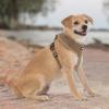 imageBest Pet Supplies Voyager Adjustable Dog Vest Harness Breathable No Pull Harness for Small Medium Large Dogs Harness for Walking Jogging Easy Stepin Reflective Stripes  Turquoise S220 Style Beige