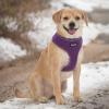 imageBest Pet Supplies Voyager Adjustable Dog Vest Harness Breathable No Pull Harness for Small Medium Large Dogs Harness for Walking Jogging Easy Stepin Reflective Stripes  Turquoise S220 Style Purple