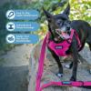 imageBest Pet Supplies Voyager Adjustable Dog Vest Harness Breathable No Pull Harness for Small Medium Large Dogs Harness for Walking Jogging Easy Stepin Reflective Stripes  Turquoise SHarness Leash Set Fuchsia