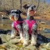 imageBest Pet Supplies Voyager Adjustable Dog Vest Harness Breathable No Pull Harness for Small Medium Large Dogs Harness for Walking Jogging Easy Stepin Reflective Stripes  Turquoise SHarness Leash Set Fuchsia