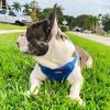 imageBest Pet Supplies Voyager Adjustable Dog Vest Harness Breathable No Pull Harness for Small Medium Large Dogs Harness for Walking Jogging Easy Stepin Reflective Stripes  Turquoise SHarness Royal Blue