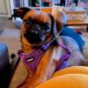 imageBest Pet Supplies Voyager Adjustable Dog Vest Harness Breathable No Pull Harness for Small Medium Large Dogs Harness for Walking Jogging Easy Stepin Reflective Stripes  Turquoise SHarness Purple
