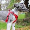 imageBest Pet Supplies Voyager Adjustable Dog Vest Harness Breathable No Pull Harness for Small Medium Large Dogs Harness for Walking Jogging Easy Stepin Reflective Stripes  Turquoise SHarness Leash Set Red