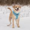 imageBest Pet Supplies Voyager Adjustable Dog Vest Harness Breathable No Pull Harness for Small Medium Large Dogs Harness for Walking Jogging Easy Stepin Reflective Stripes  Turquoise S220 Style Blue