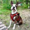 imageBest Pet Supplies  All Weather MeshPlush Reflective No Pull Harness for Small Medium Dogs Cats  Secure with Hook ampamp Loop Fastener Buckle Double DRings  Fuchsia Corduroy MRed Plush