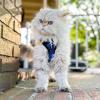 image:imageVoyager EscapeProof Stepin Lock Cat Harness amp 5ft NeopreneHandle Leash Set AllWeather Mesh with Reflective Stitching for Small to Large Cats by Best Pet Supplies Orange SHarness Leash Set Royal BlueBlack Trim