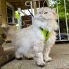 image:imageVoyager EscapeProof Stepin Lock Cat Harness amp 5ft NeopreneHandle Leash Set AllWeather Mesh with Reflective Stitching for Small to Large Cats by Best Pet Supplies Orange SHarness Leash Set Lime Green