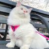 image:imageVoyager EscapeProof Stepin Lock Cat Harness amp 5ft NeopreneHandle Leash Set AllWeather Mesh with Reflective Stitching for Small to Large Cats by Best Pet Supplies Orange SHarness Leash Set Fuchsia