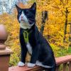 image:imageVoyager EscapeProof Stepin Lock Cat Harness amp 5ft NeopreneHandle Leash Set AllWeather Mesh with Reflective Stitching for Small to Large Cats by Best Pet Supplies Orange SHarness Leash Set Lime GreenBlack Trim