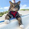 image:imageVoyager EscapeProof Stepin Lock Cat Harness amp 5ft NeopreneHandle Leash Set AllWeather Mesh with Reflective Stitching for Small to Large Cats by Best Pet Supplies Orange SHarness Leash Set RedBlack Trim