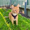 image:imageVoyager EscapeProof Stepin Lock Cat Harness amp 5ft NeopreneHandle Leash Set AllWeather Mesh with Reflective Stitching for Small to Large Cats by Best Pet Supplies Orange SHarness Leash Set PurpleBlack Trim