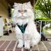 image:imageVoyager EscapeProof Stepin Lock Cat Harness amp 5ft NeopreneHandle Leash Set AllWeather Mesh with Reflective Stitching for Small to Large Cats by Best Pet Supplies Orange SHarness Leash Set TurquoiseBlack Trim