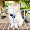 image:imageVoyager EscapeProof Stepin Lock Cat Harness amp 5ft NeopreneHandle Leash Set AllWeather Mesh with Reflective Stitching for Small to Large Cats by Best Pet Supplies Orange SHarness Leash Set Baby BlueBlack Trim