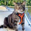image:imageVoyager EscapeProof Stepin Lock Cat Harness amp 5ft NeopreneHandle Leash Set AllWeather Mesh with Reflective Stitching for Small to Large Cats by Best Pet Supplies Orange SHarness Leash Set OrangeBlack Trim