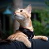 image:imageVoyager EscapeProof Stepin Lock Cat Harness amp 5ft NeopreneHandle Leash Set AllWeather Mesh with Reflective Stitching for Small to Large Cats by Best Pet Supplies Orange SHarness Leash Set Black
