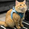 image:imageVoyager Stepin Pet Harness  All Weather Mesh Adjustable Step in Harness for Cats and Dogs by Best Pet Supplies  ArmyBlack Trim M307 Set Baby Blue