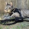 image:imageVoyager Stepin Pet Harness  All Weather Mesh Adjustable Step in Harness for Cats and Dogs by Best Pet Supplies  ArmyBlack Trim M307 Set Black