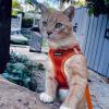 image:imageVoyager Stepin Pet Harness  All Weather Mesh Adjustable Step in Harness for Cats and Dogs by Best Pet Supplies  ArmyBlack Trim M307 Set Orange