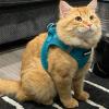 image:imageVoyager Stepin Pet Harness  All Weather Mesh Adjustable Step in Harness for Cats and Dogs by Best Pet Supplies  ArmyBlack Trim M307 Set Turquoise