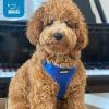 image:imageVoyager Stepin Pet Harness  All Weather Mesh Adjustable Step in Harness for Cats and Dogs by Best Pet Supplies  ArmyBlack Trim MHarness Baby Blue