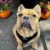 image:imageVoyager Stepin Pet Harness  All Weather Mesh Adjustable Step in Harness for Cats and Dogs by Best Pet Supplies  ArmyBlack Trim MHarness Black