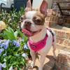 image:imageVoyager Stepin Pet Harness  All Weather Mesh Adjustable Step in Harness for Cats and Dogs by Best Pet Supplies  ArmyBlack Trim MHarness Fuchsia
