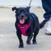 image:imageVoyager Stepin Pet Harness  All Weather Mesh Adjustable Step in Harness for Cats and Dogs by Best Pet Supplies  ArmyBlack Trim MHarness FuchsiaBlack Trim