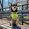 image:imageVoyager Stepin Pet Harness  All Weather Mesh Adjustable Step in Harness for Cats and Dogs by Best Pet Supplies  ArmyBlack Trim MHarness Lime Green