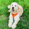 image:imageVoyager Stepin Pet Harness  All Weather Mesh Adjustable Step in Harness for Cats and Dogs by Best Pet Supplies  ArmyBlack Trim MHarness Orange