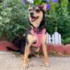 image:imageVoyager Stepin Pet Harness  All Weather Mesh Adjustable Step in Harness for Cats and Dogs by Best Pet Supplies  ArmyBlack Trim MHarness Pink