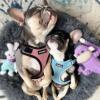 image:imageVoyager Stepin Pet Harness  All Weather Mesh Adjustable Step in Harness for Cats and Dogs by Best Pet Supplies  ArmyBlack Trim MHarness PinkBlack Trim