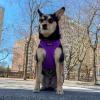 image:imageVoyager Stepin Pet Harness  All Weather Mesh Adjustable Step in Harness for Cats and Dogs by Best Pet Supplies  ArmyBlack Trim MHarness Purple