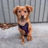 image:imageVoyager Stepin Pet Harness  All Weather Mesh Adjustable Step in Harness for Cats and Dogs by Best Pet Supplies  ArmyBlack Trim MHarness PurpleBlack Trim